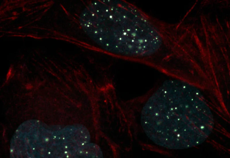 Dynamic Content Image